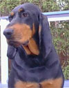 Click here for more detailed Black And Tan Coonhound breed information and available puppies, studs dogs, clubs and forums